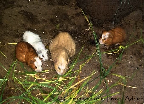 Guinea pigs being raised for consumption in Urubamba, Peru